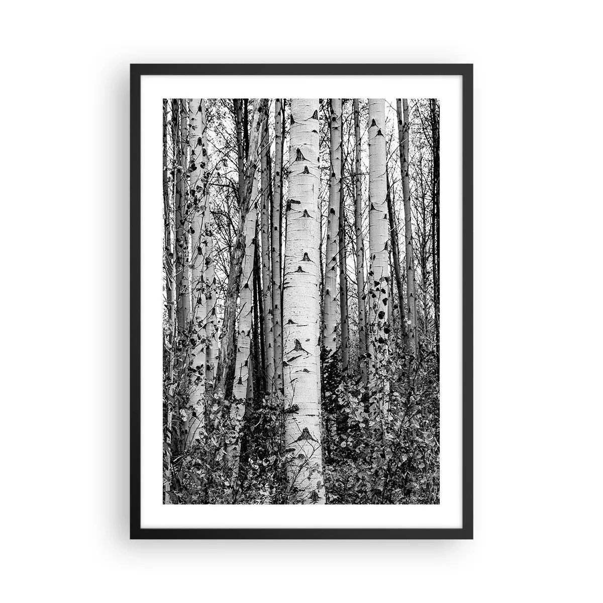 Affisch i svart ram - Svartvita björkar bildar en symmetrisk skog - 50x70cm - Björkpelargång - Modern väggdekoration för vardagsrum och sovrum ARTTOR