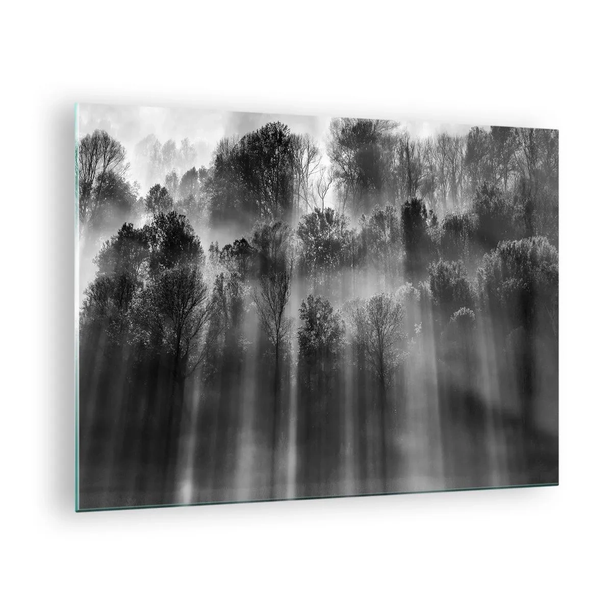 Glastavla - Bild på glas - Svartvita ljusstrålar som tränger igenom skogen - 70x50cm - I ljusstrålar - Modern väggdekoration för vardagsrum och sovrum ARTTOR