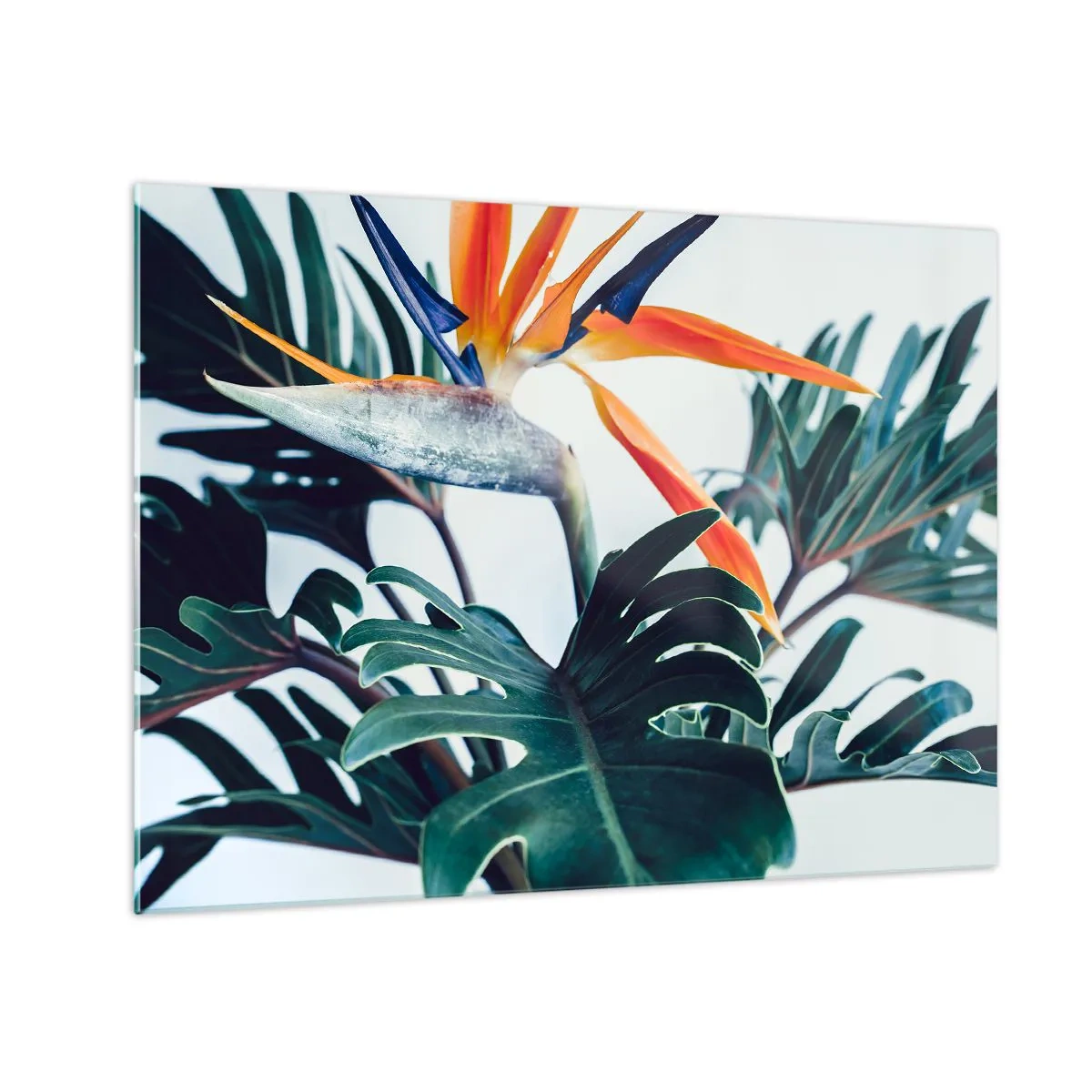 Glastavla - Bild på glas - Exotisk växt med paradisfågelblomma - 70x50cm - Fågelbuske - Modern väggdekoration för vardagsrum och sovrum ARTTOR