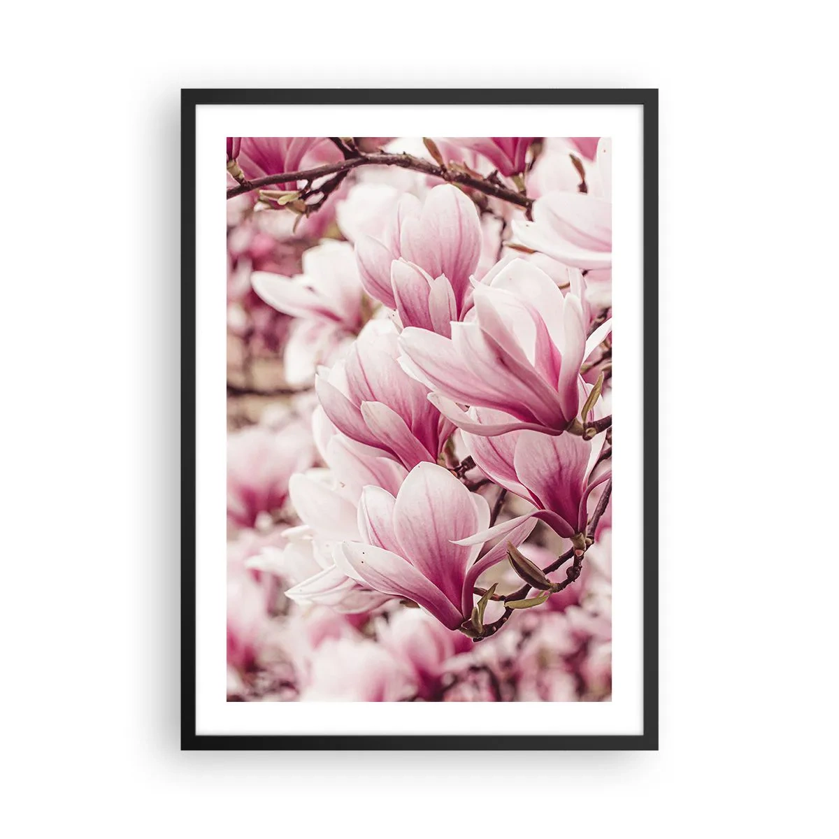Affisch i svart ram - Romantiskt blommande magnolior i delikat rosa - 50x70cm - Våren är rosa - Modern väggdekoration för vardagsrum och sovrum ARTTOR