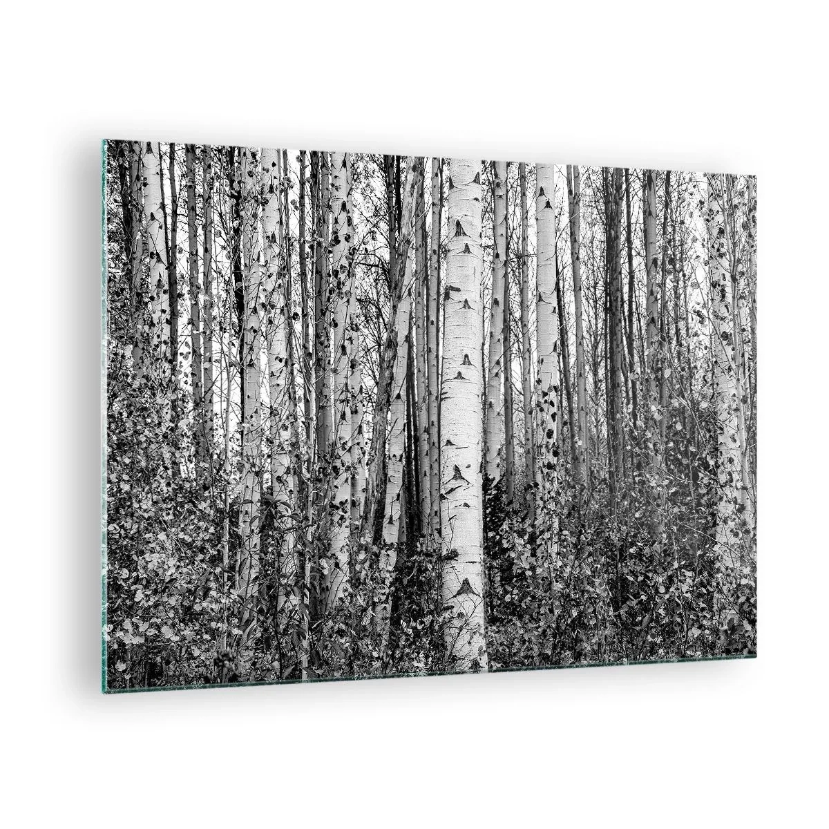 Glastavla - Bild på glas - Svartvita björkar skapar ett tätt skogslandskap - 70x50cm - Björkpelargång - Modern väggdekoration för vardagsrum och sovrum ARTTOR