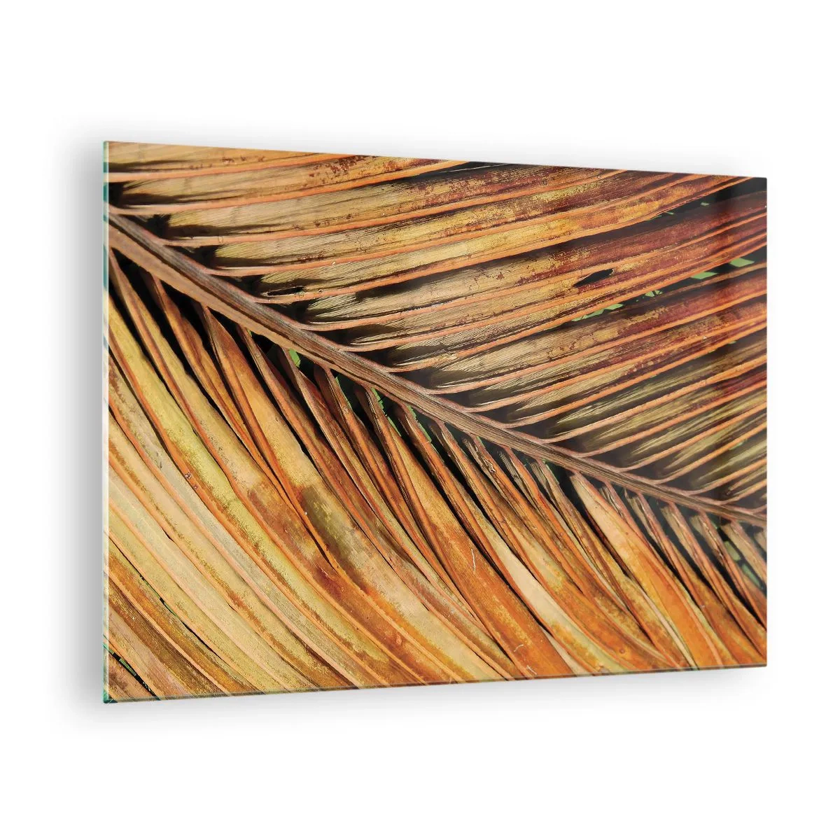 Glastavla - Bild på glas - Närbild av torra, gyllene palmblad - 70x50cm - Kokosguld - Modern väggdekoration för vardagsrum och sovrum ARTTOR