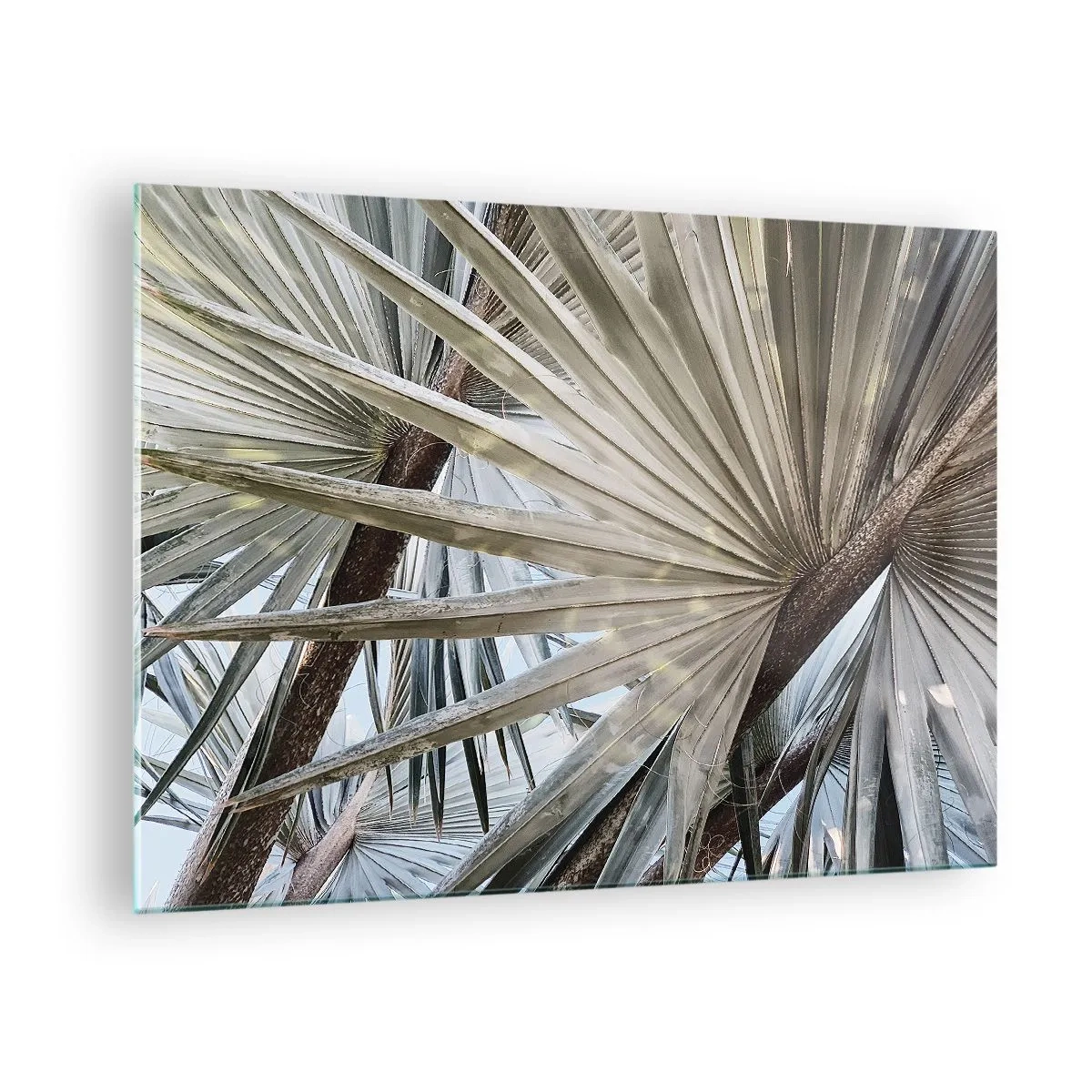 Glastavla - Bild på glas - Palmblad i starkt dagsljus - 70x50cm - Solfjädrarna i tropikerna - Modern väggdekoration för vardagsrum och sovrum ARTTOR