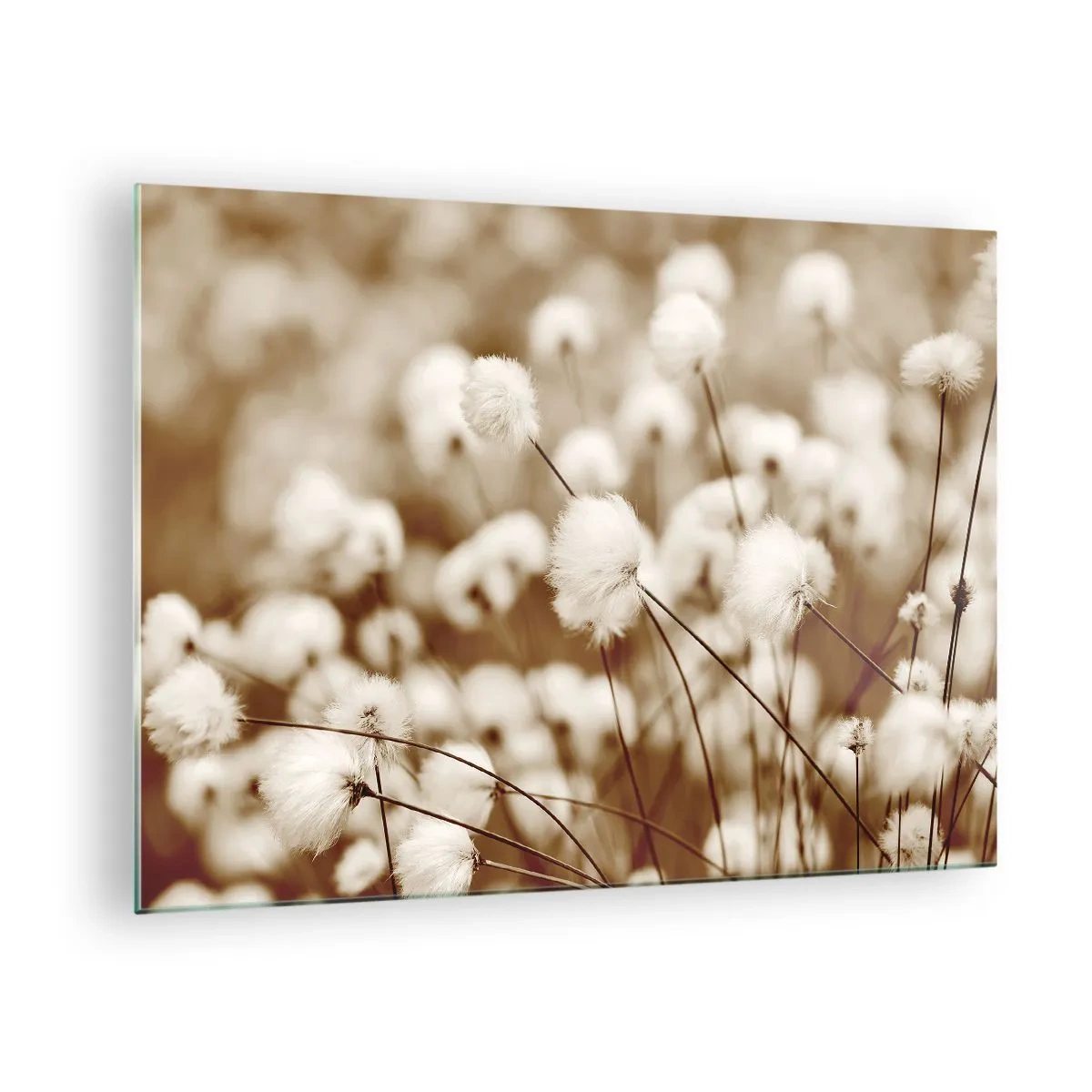 Glastavla - Bild på glas - Ett fält av fluffigt gräs i sepia nyanser - 70x50cm - Fluffig åkermark - Modern väggdekoration för vardagsrum och sovrum ARTTOR