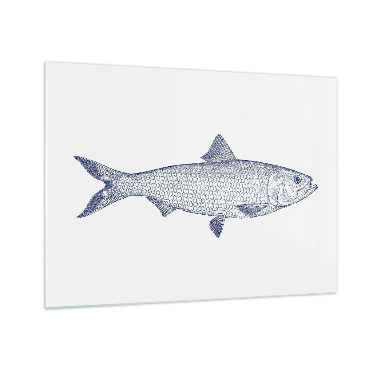 Glastavla - Bild på glas - Skiss av fisk i vintagestil på en ljus bakgrund - 70x50cm - Hälsningar från de nordliga haven - Modern väggdekoration för vardagsrum och sovrum ARTTOR