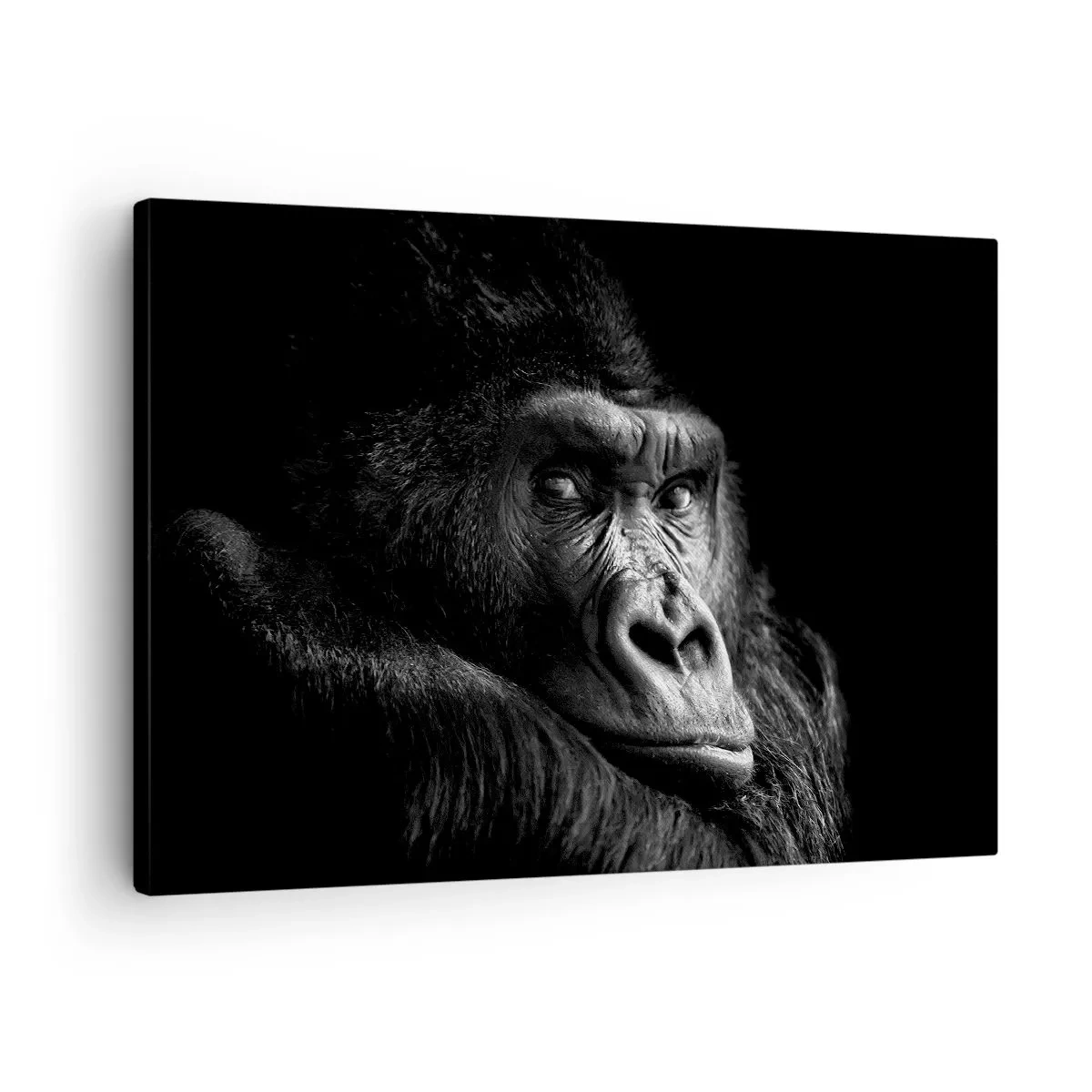 Canvastavla - Bild på duk - Svartvitt porträtt av en majestätisk gorilla - 70x50cm - Varför glor du? - Modern väggdekoration för vardagsrum och sovrum ARTTOR