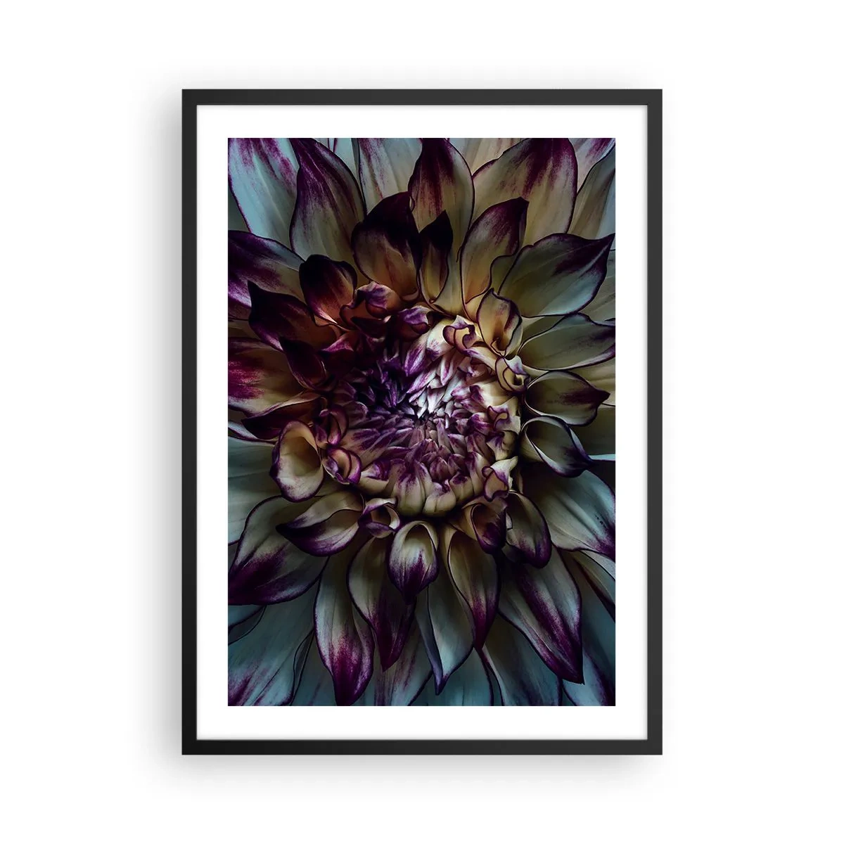 Affisch i svart ram - Makrofotografi av mörka dahlior i nyanser av lila och guld - 50x70cm - Blommande ungdom - Modern väggdekoration för vardagsrum och sovrum ARTTOR