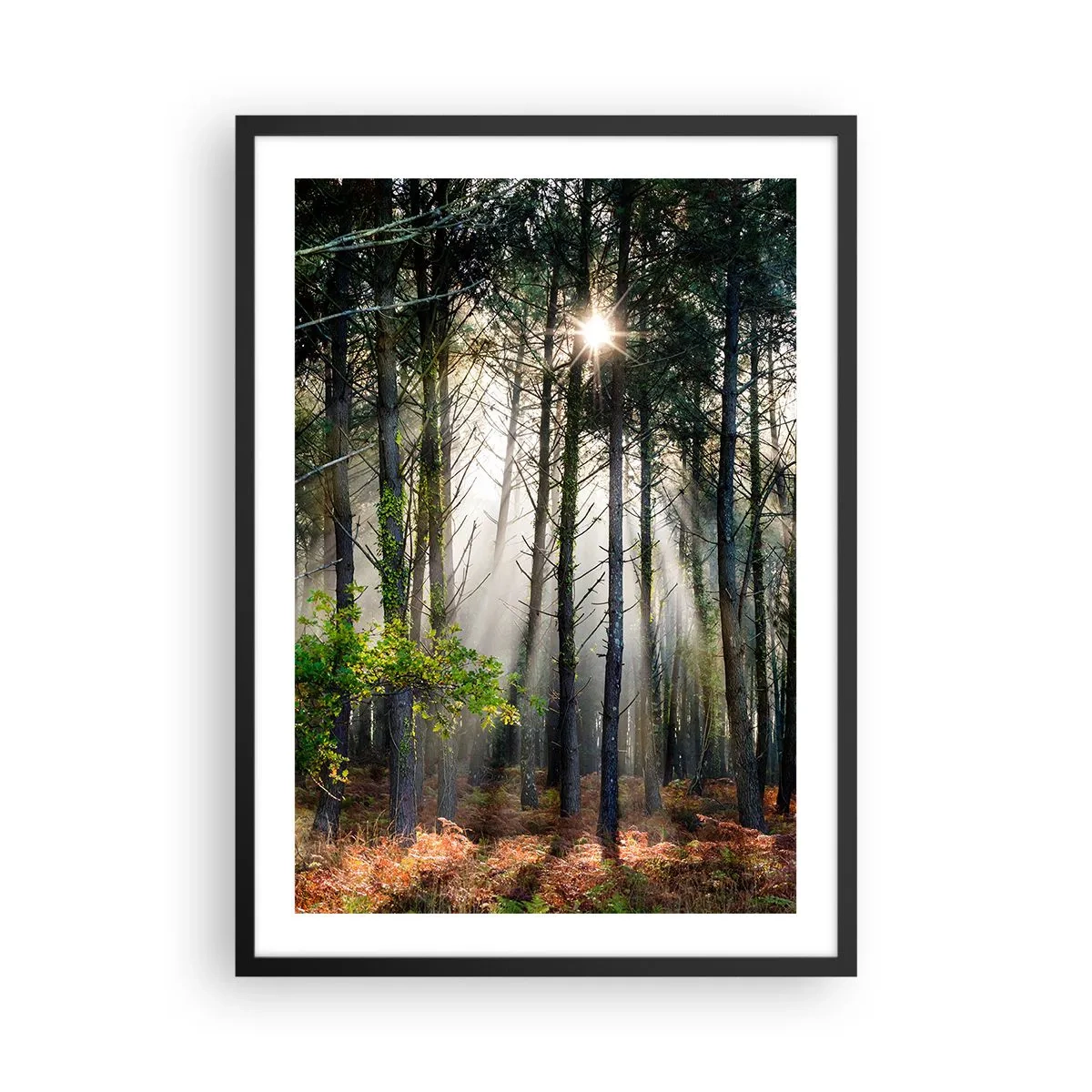 Affisch i svart ram - Magiska solstrålar i skogslandskapet - 50x70cm - Skogens skönhet - Modern väggdekoration för vardagsrum och sovrum ARTTOR