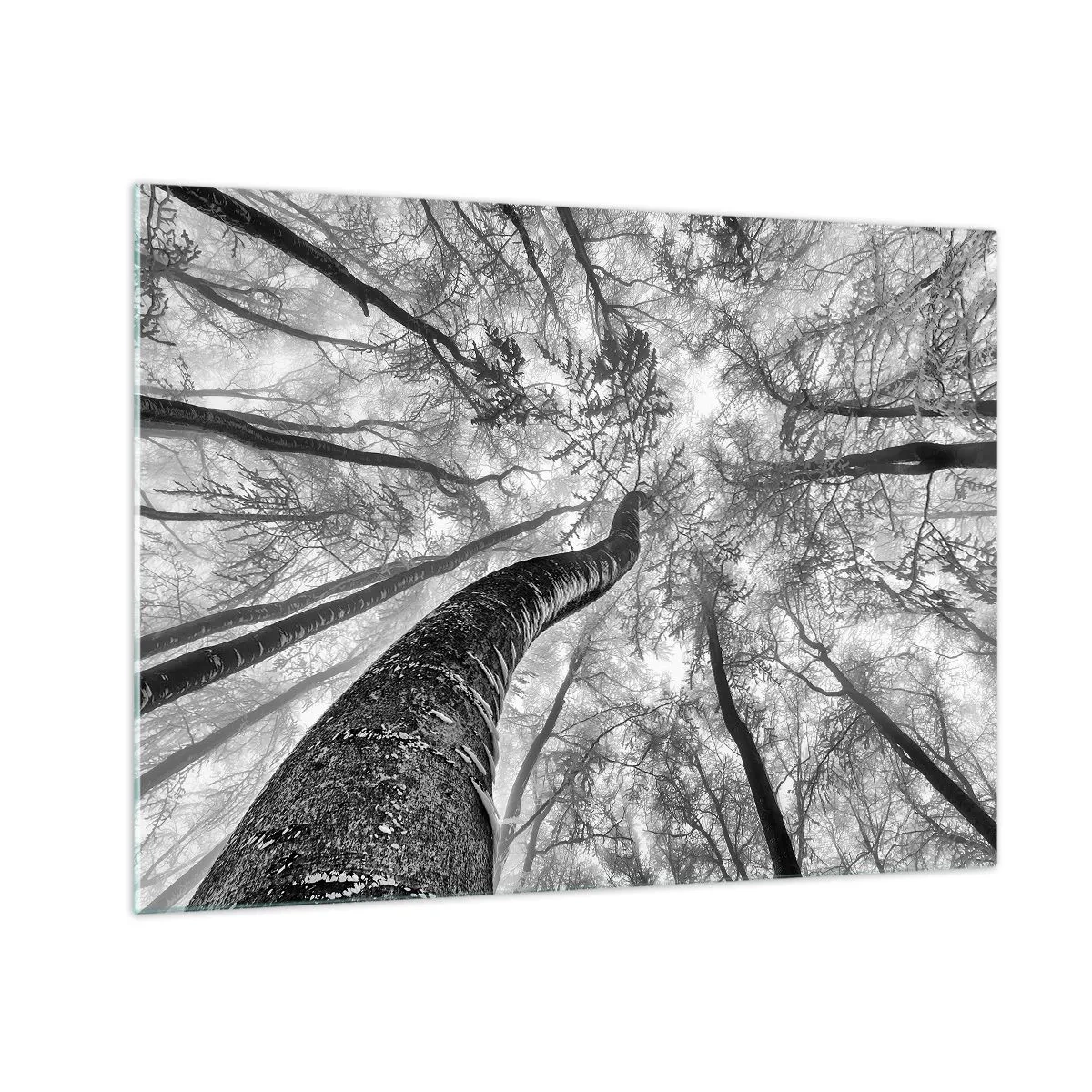 Glastavla - Bild på glas - Svartvita träd fotograferade underifrån mot himlen - 70x50cm - Kapplöpning mot ljuset - Modern väggdekoration för vardagsrum och sovrum ARTTOR
