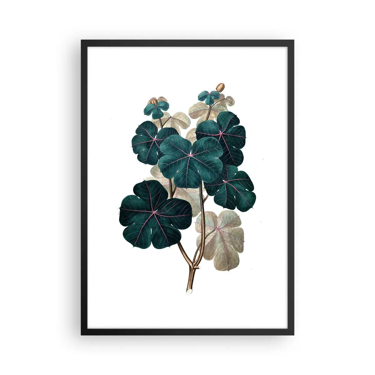 Affisch i svart ram - Botanisk illustration med mörkgröna blad på en ljus bakgrund - 50x70cm - Från ett gammalt herbarium - Modern väggdekoration för vardagsrum och sovrum ARTTOR